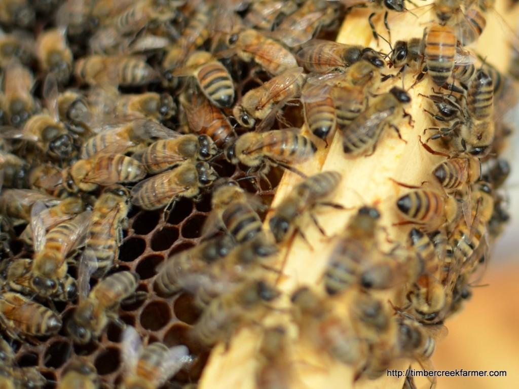 do you see the Queen? She looks different than the other honeybees. So since we option.