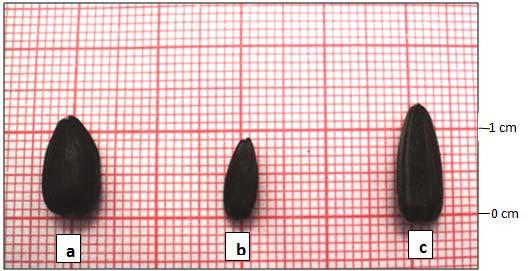 3 cm Fig 4 Seed length stripe variation between the two interspecific hybrids and their cultivated parent Gray seed stripes reported in the interspecific hybrid M-106 OCC 52 whereas seed stripes are