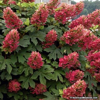 Hydrangea quercifolia Ruby Slippers White flowers mature to pink, then