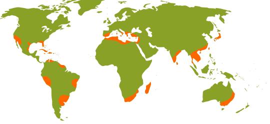 Citrus Production- A Global Perspective Fred G.