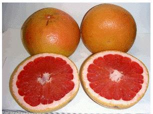 population consumers Grapefruit drug