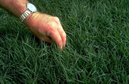 Lawn Grass Selected: Bermuda grass (Cynodon spp.