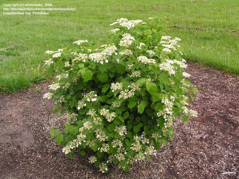 House Shrub/Plant Selection: Suitable to attract bees, butterflies and/or birds Plant Selected: American Cranberry Bush (Viburnum opulus) Category: Herbs, Shrubs Height: 4-8 ft. Spacing: 4-6 ft. (1.