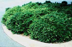House Shrub/Plant Selection: Suitable for attracting bees, butterflies and/or birds Dwarf Yaupon Holly (Ilex vomitoria) Category: Shrubs