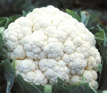 Head Shape: Bead size: High dome Fine Autumn 11 13 weeks Cauliflower SV1473AC (Curdivex) Part of the new Curdivex range of cauliflowers, SV1473AC has less wrapping making it easy to harvest,