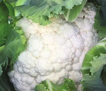 BRASSICA 5 SV5965AC There s little wonder why SV5965AC is a leading choice for many growers.