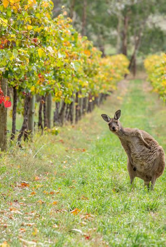 THANK YOU TO THE FOLLOWING WINERIES THAT RESPONDED TO THE 2015 SURVEY Accolade Wines Andrew Peace Wines Angove Family Winemakers Australian Vintage Austwine Berton Vineyards Best s Wines Brown