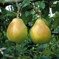 Page 11 Pyrus - Pear Bartlett Pear A variety favored by generations and arguably the world s most popular pear, Bartlett bears medium to large fruit with green skin that ripens to a golden yellow.