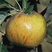 Zone 4-10 Golden Delicious Apple Crisp, aromatic flesh distinguishes this well-named old favorite that produces medium to large fruits with yellow skins and crisp, sweet flesh.
