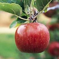Pollenizers include Gala, Granny Smith, McIntosh and Red Delicious. Requires 800-1000 chilling hours and is very hardy. Zone 3-8.
