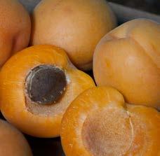 Chilling requirement 700 hours. Zone 5-9. Perfection Apricot Fruit borne by this very productive, hardy tree is large, sweet, and juicy.