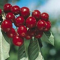 Page 5 Prunus - Cherry Bing Cherry Burgundy red fruits are large and firm, sweet and juicy, and nearly black when fully ripe.