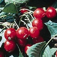 A commercial variety that produces heavy crops in the home orchard as well, it is self-fruitful and also serves as a pollenizer for sweet cherries.