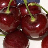 Stella Cherry Sweet, dark red, nearly black fruits are delicious for eating fresh and similar in flavor to its parent, Lambert.
