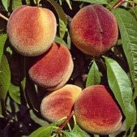 Page 8 Redhaven Peach Juicy peaches are of medium size, featuring yellow skin lightly blushed with red. This frost hardy, self-fruitful freestone variety is the world s most widely planted peach.