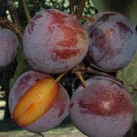 The small spreading tree is an attractive landscape ornamental and very productive. Ripening late midseason, pollenizers are Flavor King Pluot and plums including Santa Rosa, Catalina and Burgundy.
