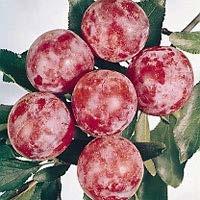 Performs best in Zone 5-9. Emerald Beaut Plum Enjoy great flavor for months with this plump, juicy, sweet freestone plum.