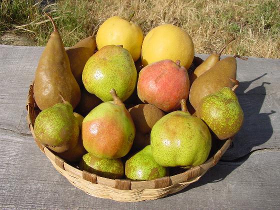 PEARS Pears are easy to grow and one of the most reliable and delicious of temperate fruits. Pears can tolerate heavier, wetter soils than most fruit trees, but avoid planting in waterlogged soils.