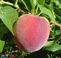 600 chill hours. STELLA Large, heart-shaped dark red fruit, rich and juicy. Self-fertile tree is ideal for home orchards. A late season cherry. 700 chill hours. USDA zones 5-9.