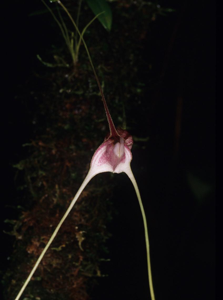 between the sepals; dorsal sepal white with deep purple spots, mottling and longitudinal