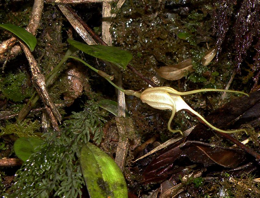64 LANKESTERIANA Figure 7. Masdevallia fenestrellata in situ. Photo by S. Figure 9. Masdevallia habitat along the MonopampaPozuzu trail. Photo by S. Figure 8. Masdevallia fenestrellata flower.