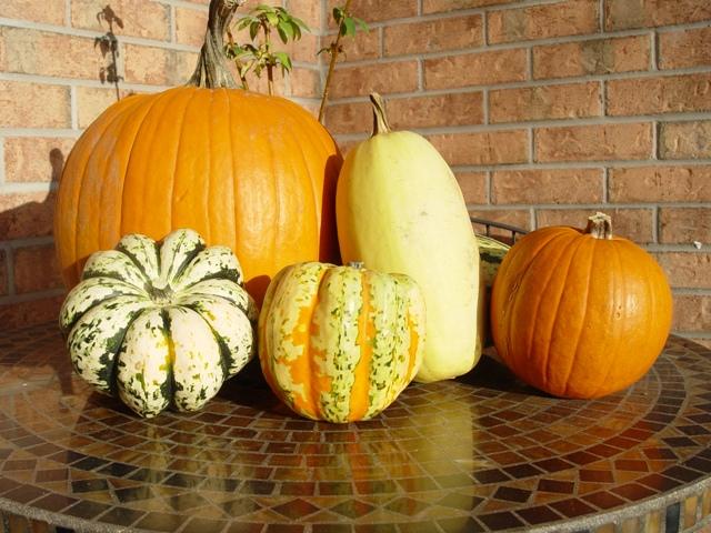 SECTION 22 Winter Squash & Pumpkins Before storing winter squash and pumpkins, wipe the shell clean with a damp cloth. Winter squash likes to be stored under cool (but not cold), dry conditions.
