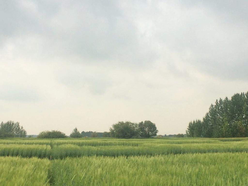 Response of malting barley cultivars to increasing nitrogen rates in western