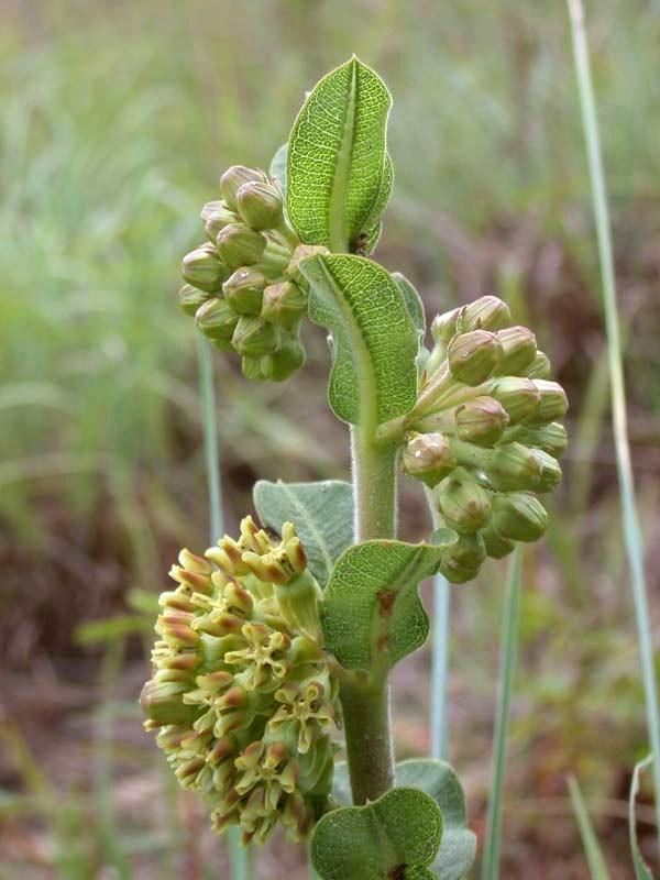 Asclepias obovata (Elliott) Pineland Milkweed Plant Description: Single stalk that is 40-70 cm tall. Leaves are opposite, 5-9 cm long and 2-3.5 cm wide. Flower color is yellow-green.