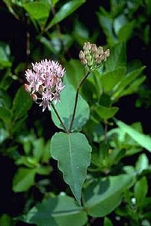 Bloom Period: June and July Habitat: Swamp forests and alluvial woods Purple Milkweed Range: Northwest Georgia, Rare Asclepias quadrifolia (Jacquin) Fourleaf Milkweed Plant Description: Solitary