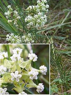 stems are 20-80 cm tall. Leaves are opposite and extremely variable. They are 3-10 cm long and 1.5-4.5 cm wide. Flowers are green. Umbels 1-6 from the upper nodes. Each umbel is 2.5-3.5 cm across.