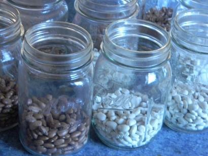 Lot 1: Beans - (10 specimens) Lot 2: Lima Beans - (10 specimens) Lot 3: Peas - (10 specimens) Lot 4: Dry Beans - (one pint bottle*) Lot 5: Others - (10 specimens) *One