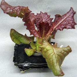 GBE1 - Red Romaine Lettuce Lactuca sativa Outredgeous (Asteraceae) Lettuce is one of the world's most familiar leafy greens.