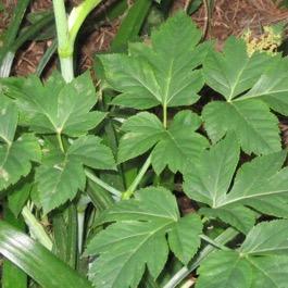GBE11 - Ashitaba Angelica keiskei koidzumi (Apiaceae) Ashitaba is a leaf vegetable that originated on Hachijō-jima, a small and remote Japanese island.