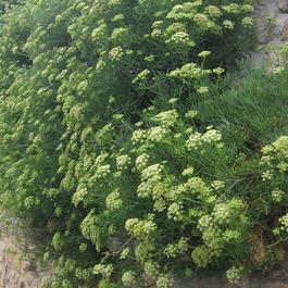 GBE12 - Samphire Crithmum maritimum (Apiaceae) Native to the rocky Atlantic, Mediterranean, and Black Sea coasts of Europe, samphire can tolerate a wide range of
