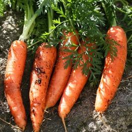 It can be eaten raw or cooked. GBE13 - Carrot Daucus carota Mokum (Apiaceae) The carrot is part of a widespread and diverse Eurasian species, Daucus carota.