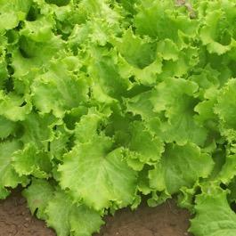 GBE16 - Leaf lettuce Lactuca sativa (Asteraceae) Lettuce is an ancient vegetable, domesticated in Egypt over 4000 years ago.