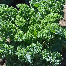 GBE21 - Kale Brassica oleracea Starbor (Brassicaceae) This is a curly-leaf variety of kale that is popular for its high yield and pleasant