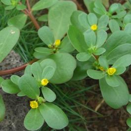 GBE36 - Purslane Portulaca oleracea Goldberg Golden (Portulacaceae) Purslane is a tough, adaptable plant that grows almost everywhere as a weed.