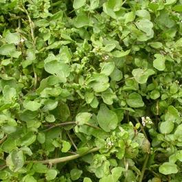 Purslane is eaten raw or cooked. This is a variety selected for garden cultivation.