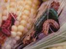 Corn Earworm: Is It Resistant to Pyrethroids?