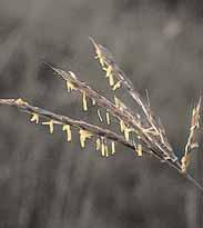 dropseed* wheatgrass* geranium* wildrye (basin, Russian) giant ragweed* yellow sweet clover mexican hat* mountain mahogany* needlegrass* perennial wheat small burnett* stickseed* western yarrow* wild