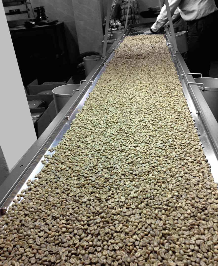 coffee grains are assessed