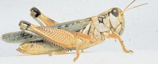 grasshopper. Grasshoppers are among the most widespread and damaging pests in Texas.