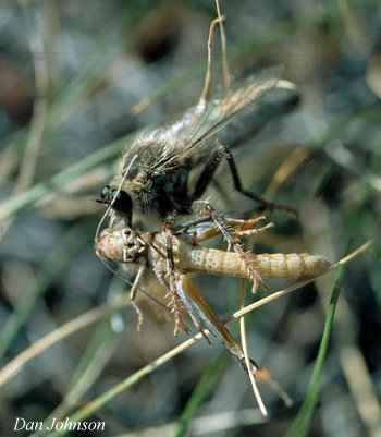 Most of the fly larvae either burrow into the grasshopper when they come into contact with it on the ground, or they are deposited on or into the grasshopper's body.