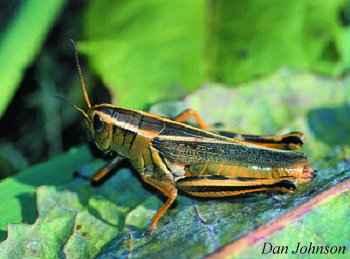 Figure 1. A mature two-striped female grasshopper (Melanoplus bivittatus). Note the distinct two stripes running he full length of the body and the single black stripe on the hind leg. Figure 2.