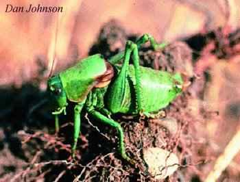 , but does not normally cause a problem in Canada. North America has more than 600 species of grasshoppers. In Alberta, there are more than 85 species.