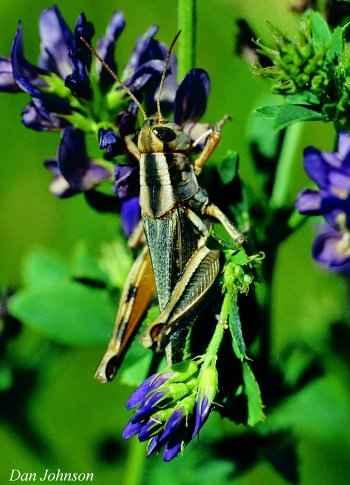 Figure 4. A migratory grasshopper (Melanoplus sanguinipes). This pest grasshopper can be recognized by the dark bands just behind the eyes.