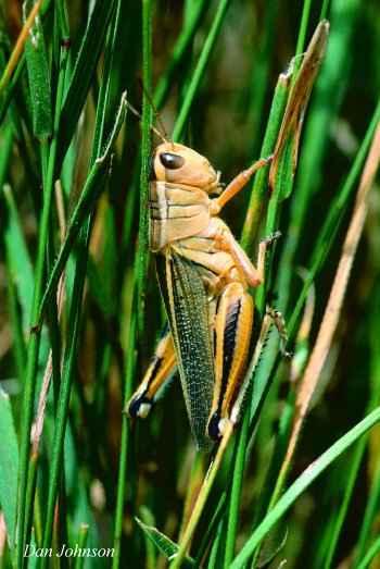 Figure 7. An adult two-striped grasshopper. Note the black stripe on the hind leg as well as the two distinct stripes on top of the body running the full length of the grasshopper.