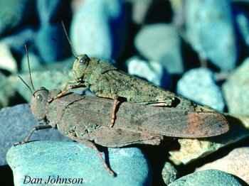 This grasshopper is quite common and is easily recognized by its large black wings with a pale yellow stripe.