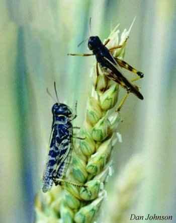 Figure 11. Clear-winged grasshoppers feeding on wheat.